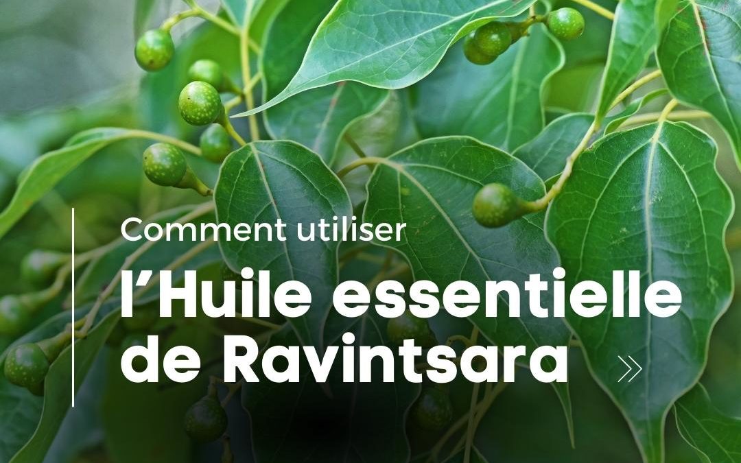 Comment utiliser l’huile essentielle de ravintsara ?
