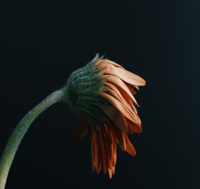 fatigue, manque d'énergie_cabinet Rose des vents_Tolochenaz