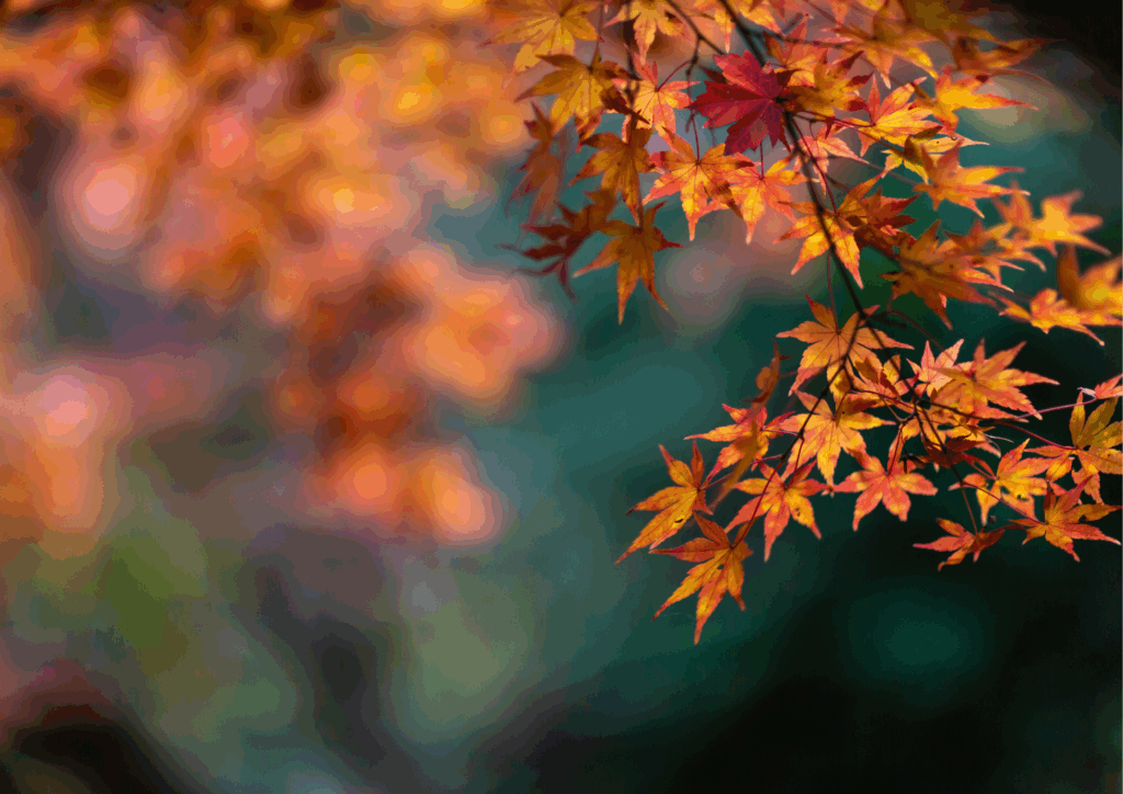 Conseil_automne_HE_2025_rose_des_vents_Tolochenaz