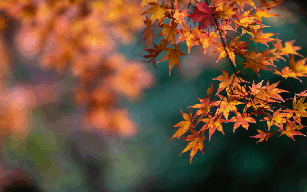 Booster votre énergie et votre immunité en automne grâce aux huiles essentielles