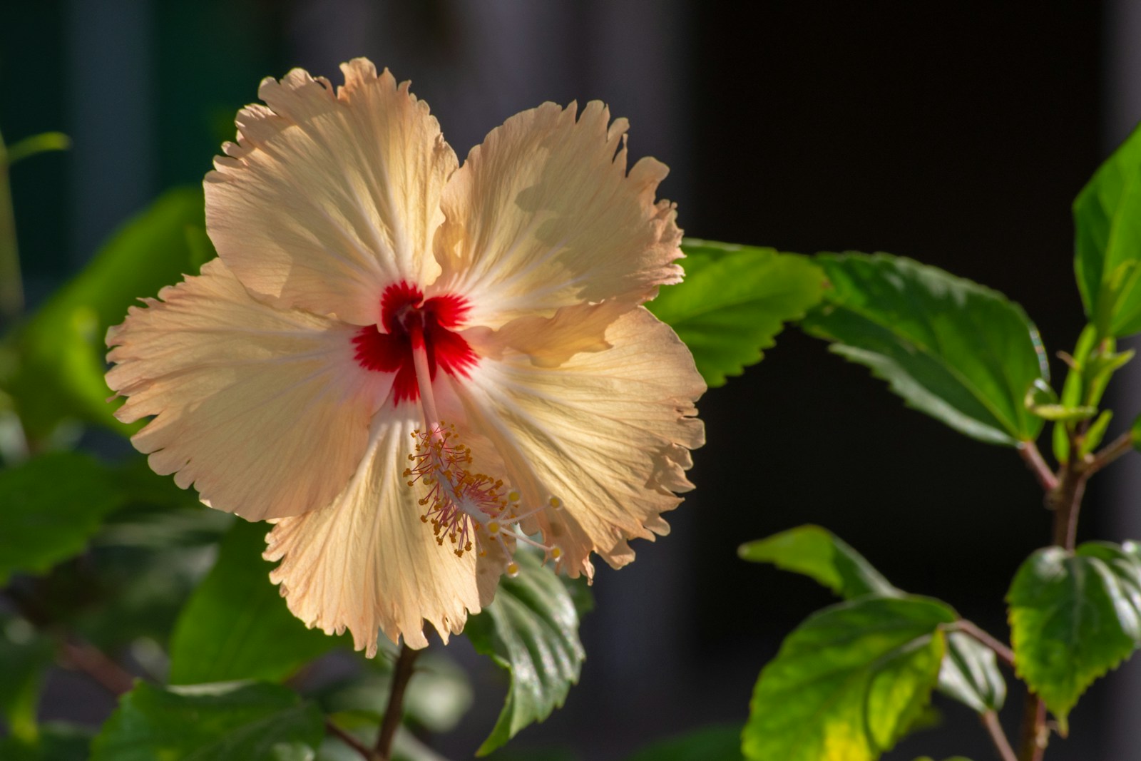 hibiscus_plante_femme_menopause